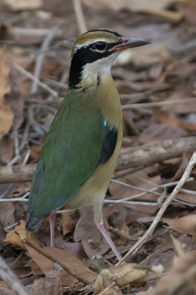 pita devítibarvá - ML642207885