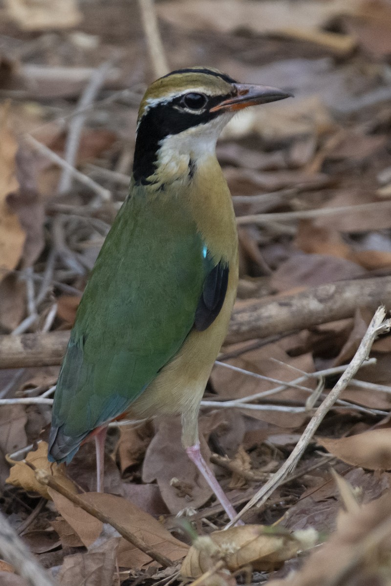 pita devítibarvá - ML642207886