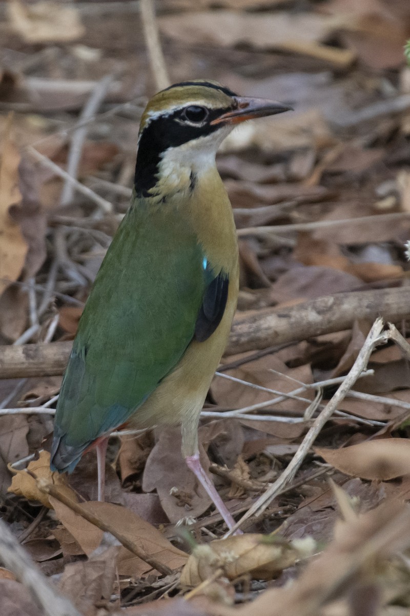 pita devítibarvá - ML642207890