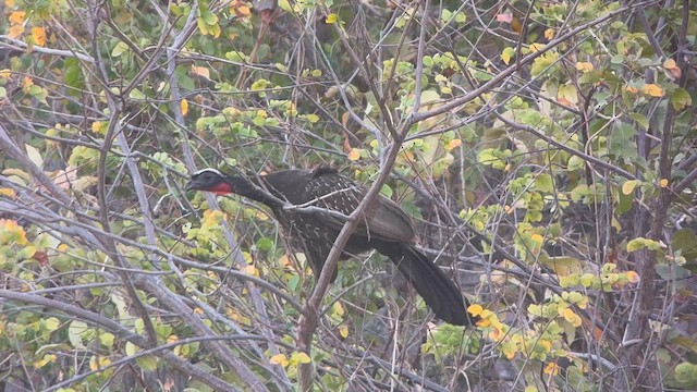 White-browed Guan - ML642207915