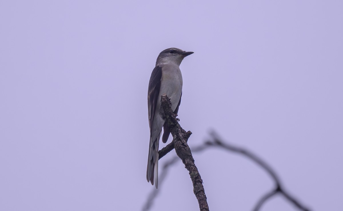 Brown-rumped Minivet - ML642207922