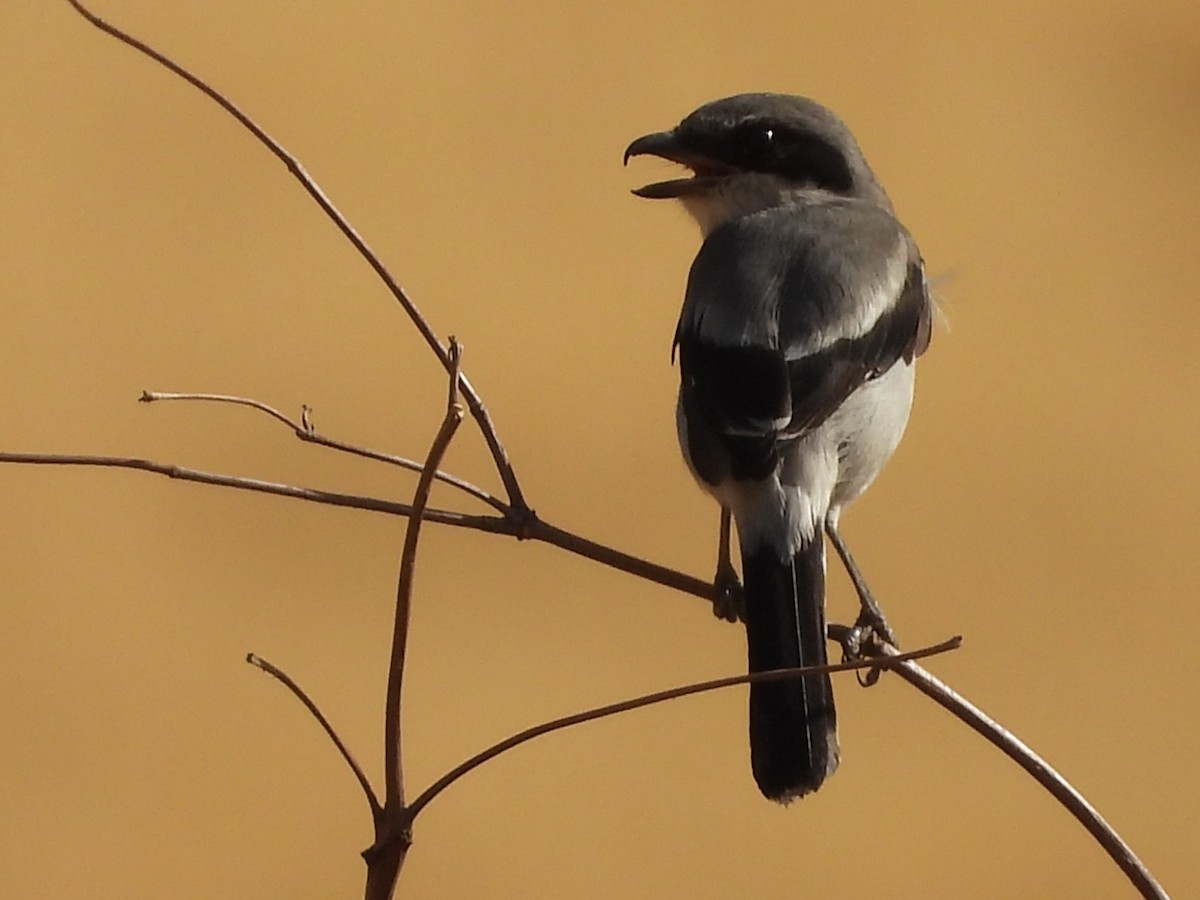 Loggerhead Shrike - ML642207930