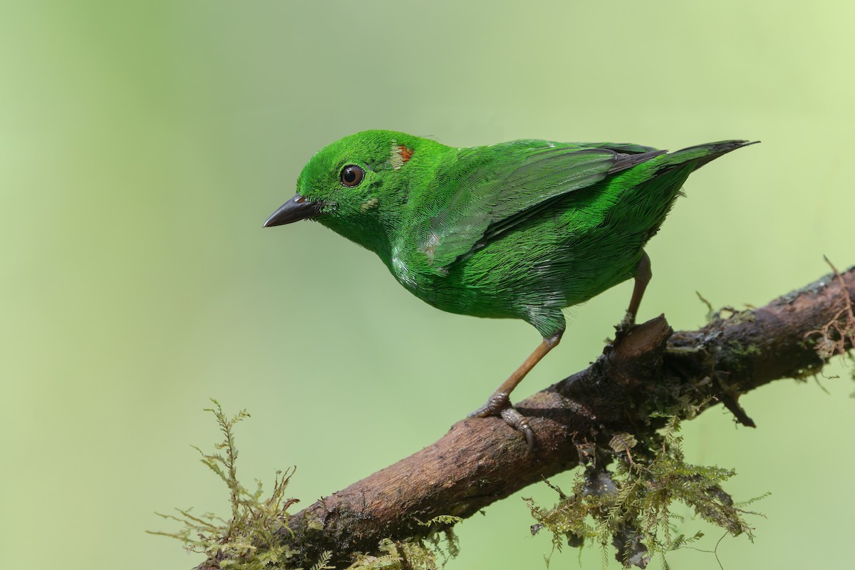 Tangara Verde - ML642207954