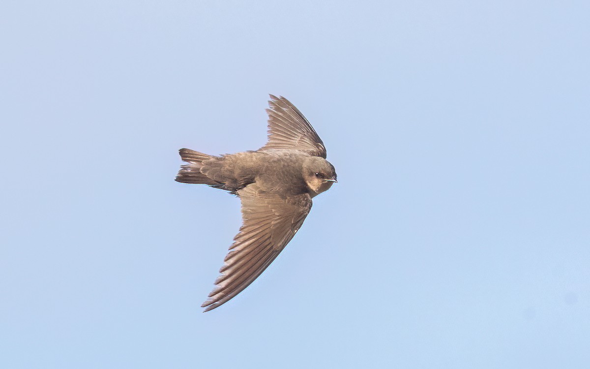 Southern Crag-Martin - ML642207955