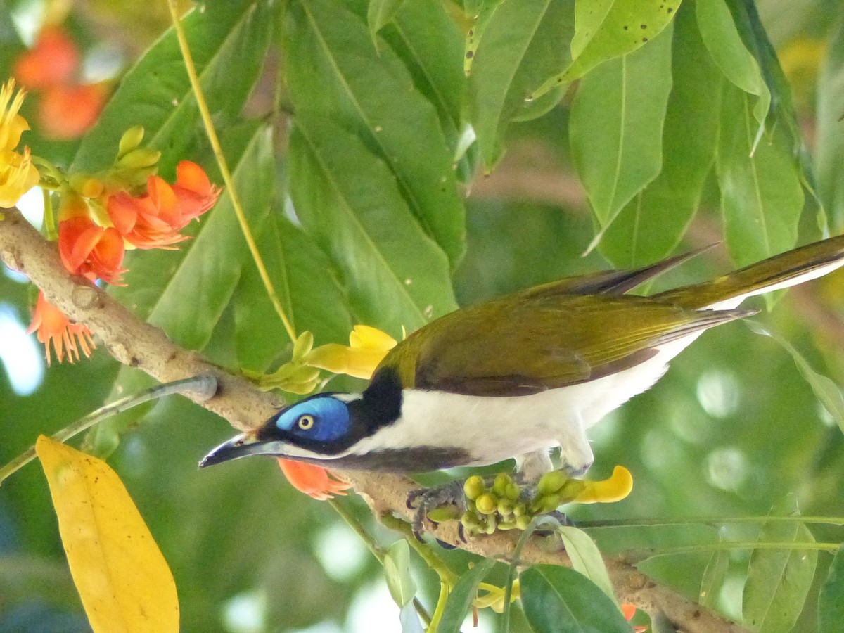 Mielero Cariazul - ML642207971
