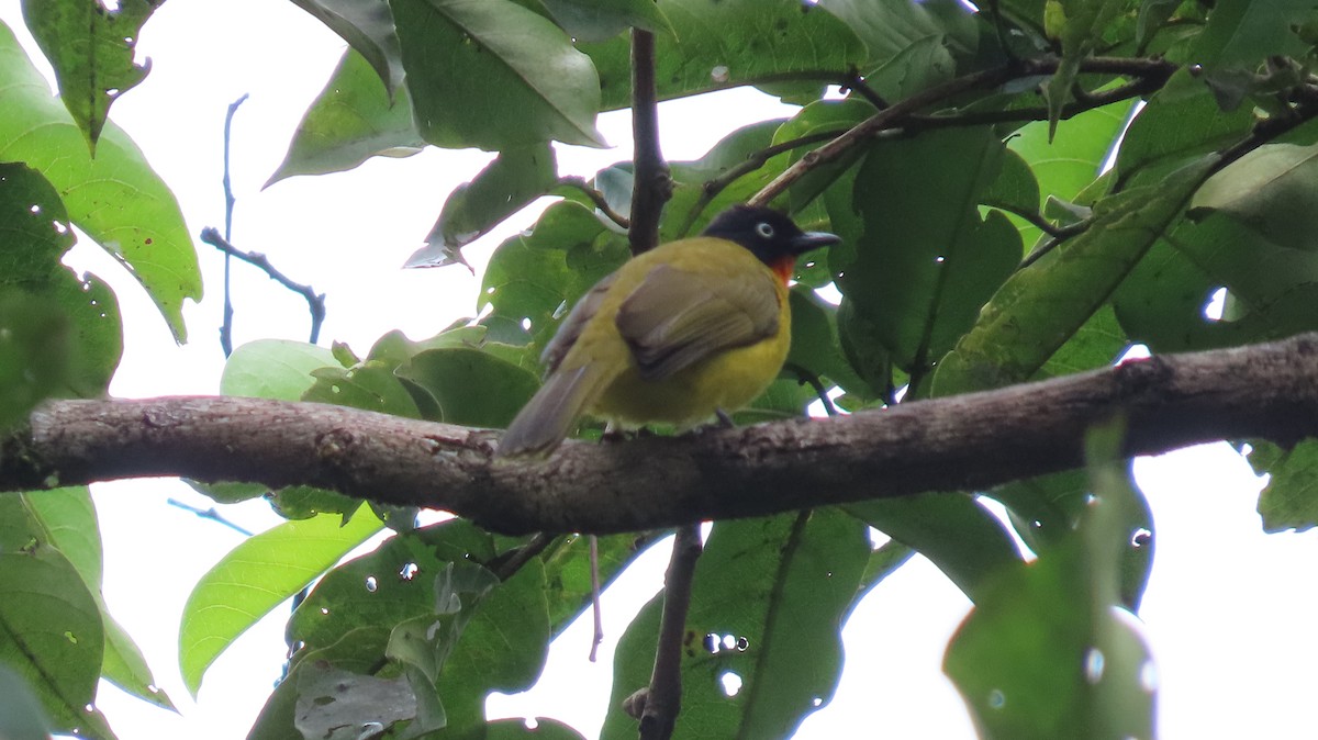 Bulbul Gorjinaranja - ML642207982