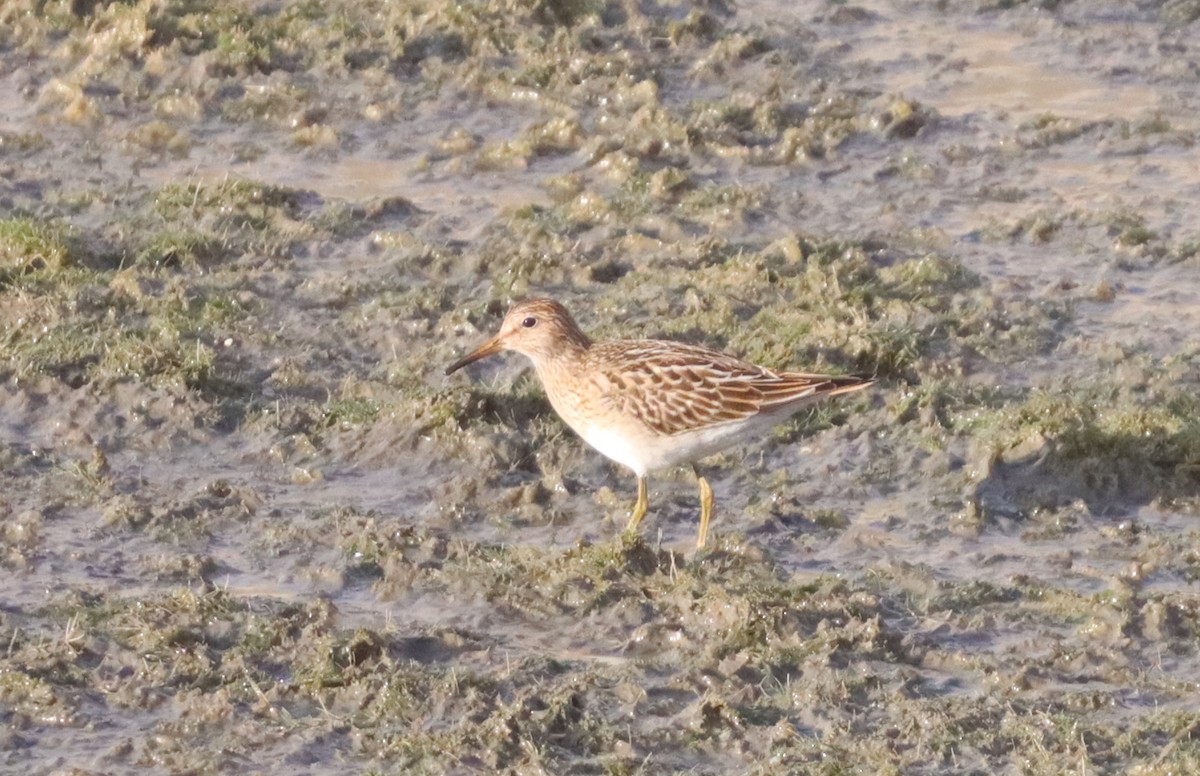 Pectoral Sandpiper - ML642207985