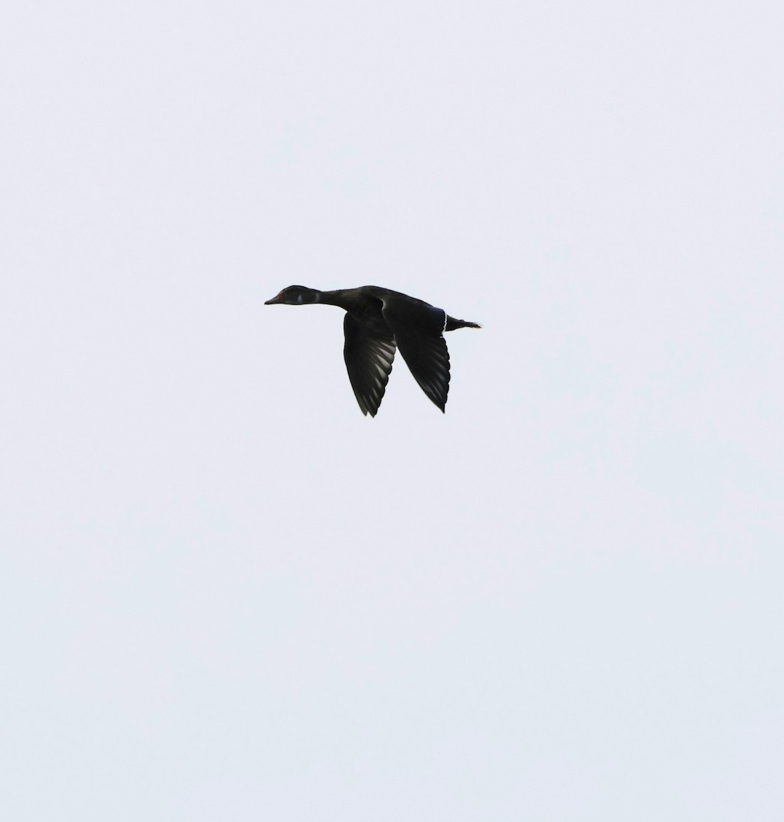 Pato Joyuyo - ML642207994