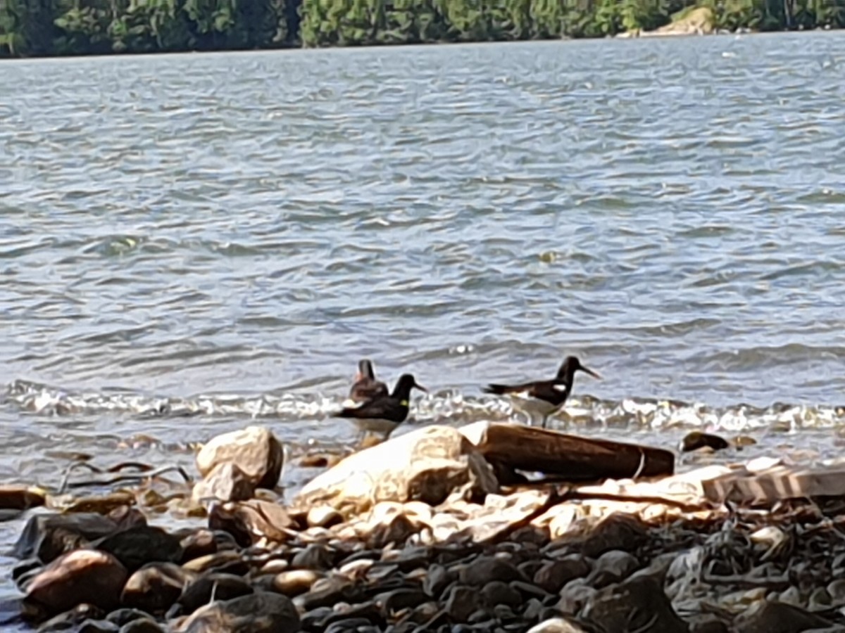 Eurasian Oystercatcher - ML642208005