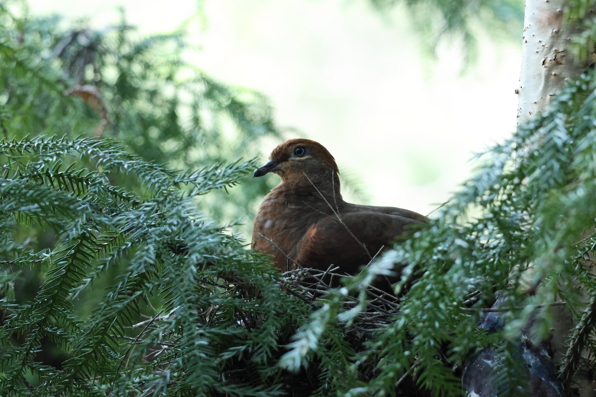 Brown Cuckoo-Dove - ML642208040