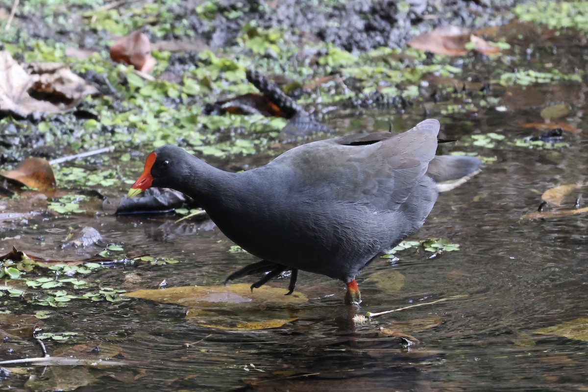 Dusky Moorhen - ML642208054