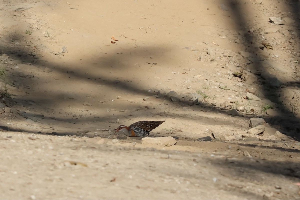 Buff-banded Rail - ML642208055