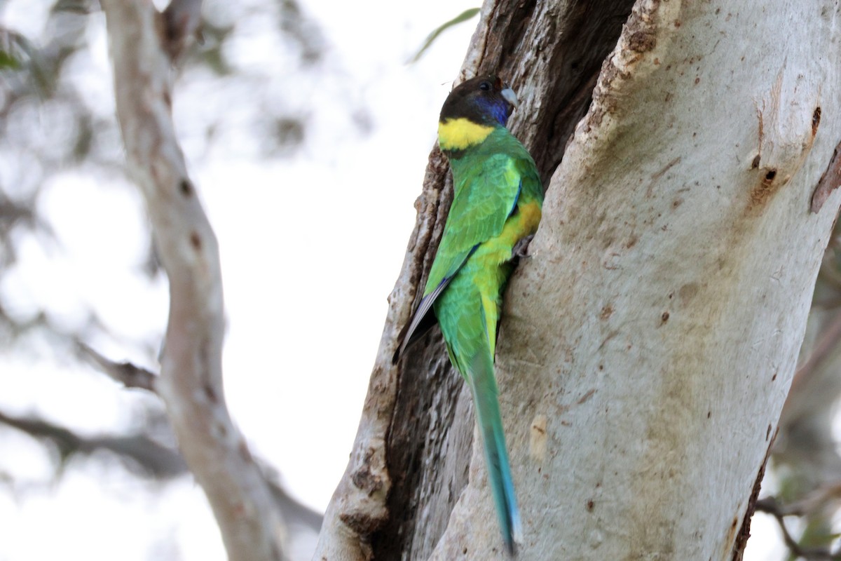 Australian Ringneck - ML642208060