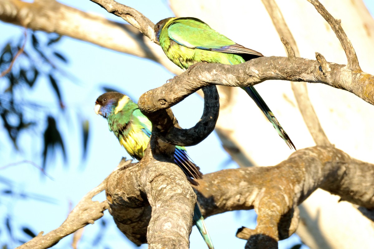 Australian Ringneck - ML642208063