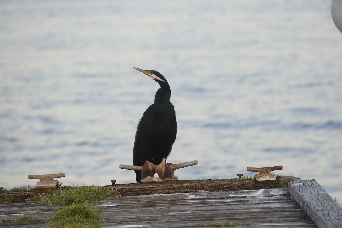 Australasian Darter - ML642208067