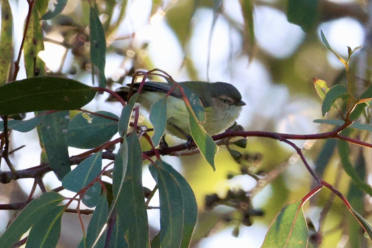 Weebill - ML642208071