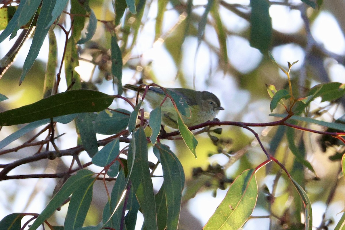 Weebill - ML642208072