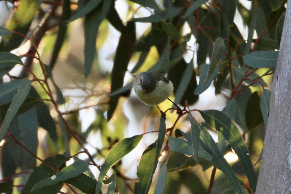 Weebill - ML642208073