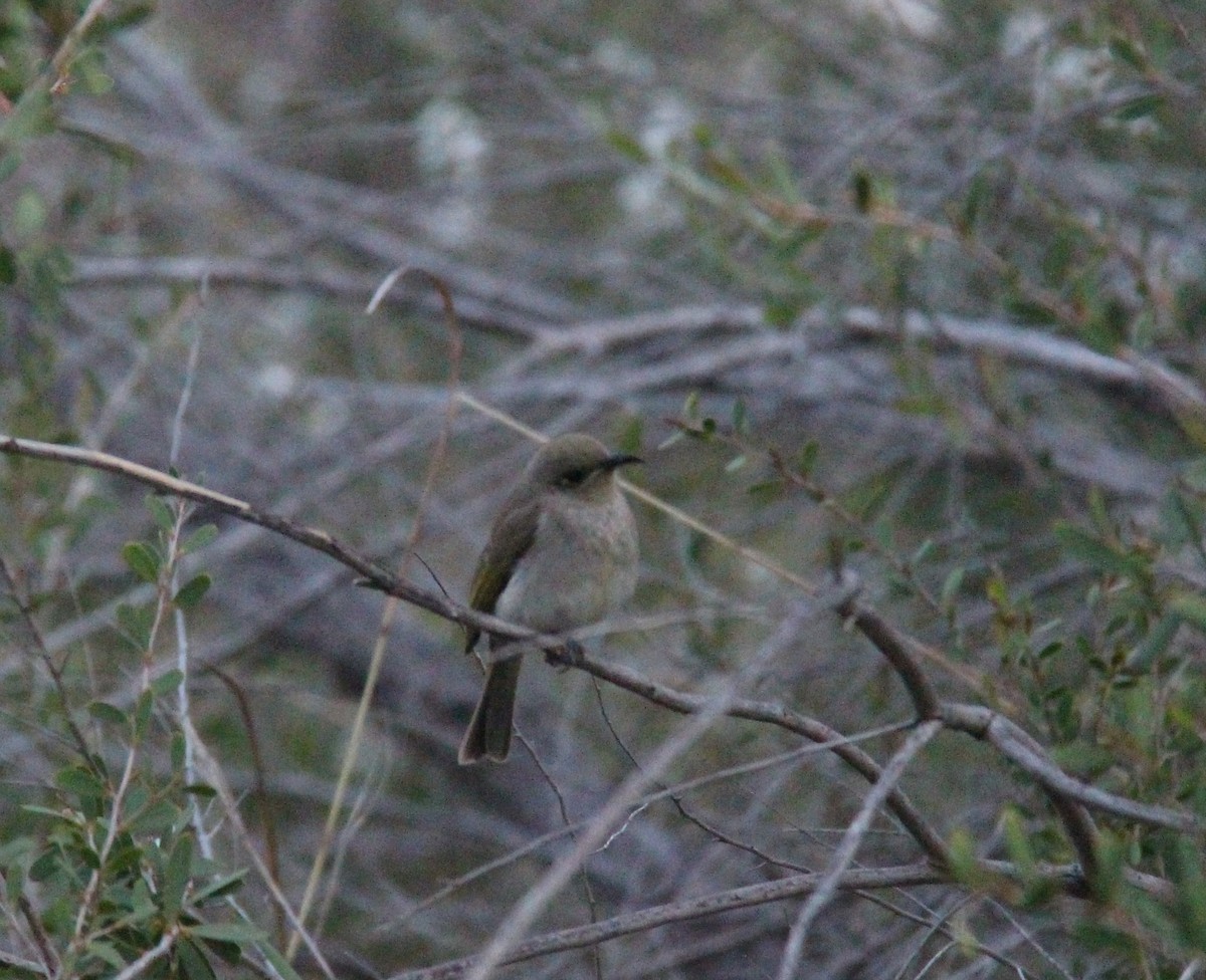 Brown Honeyeater - ML642208074