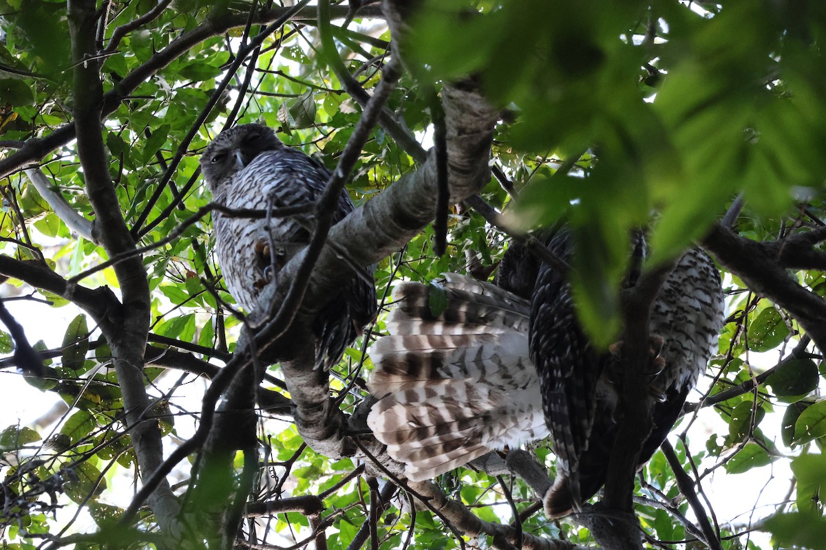 Powerful Owl - ML642208075