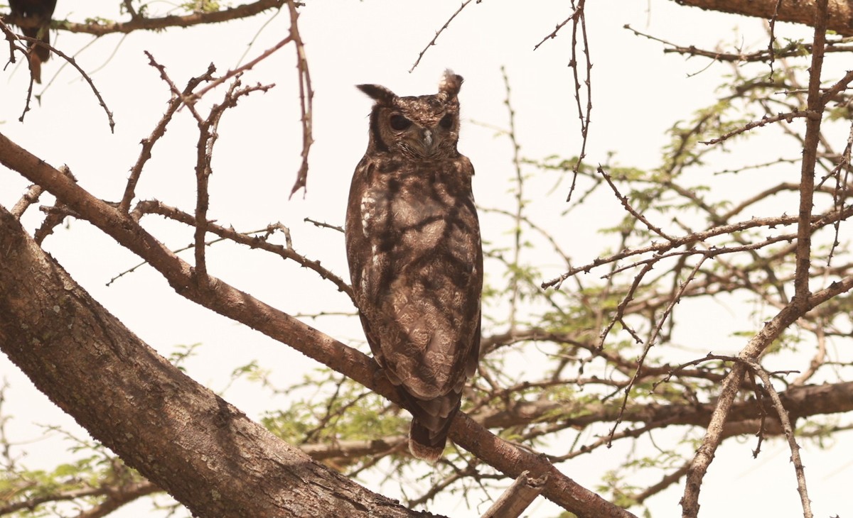 Grayish Eagle-Owl - ML642208076
