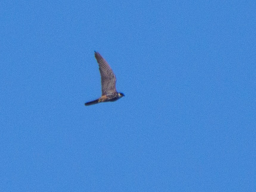 Eurasian Hobby - ML642208077