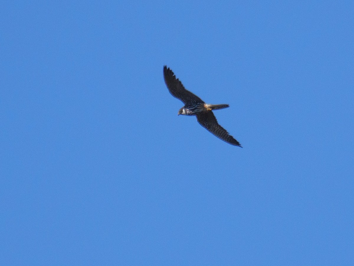 Eurasian Hobby - ML642208078