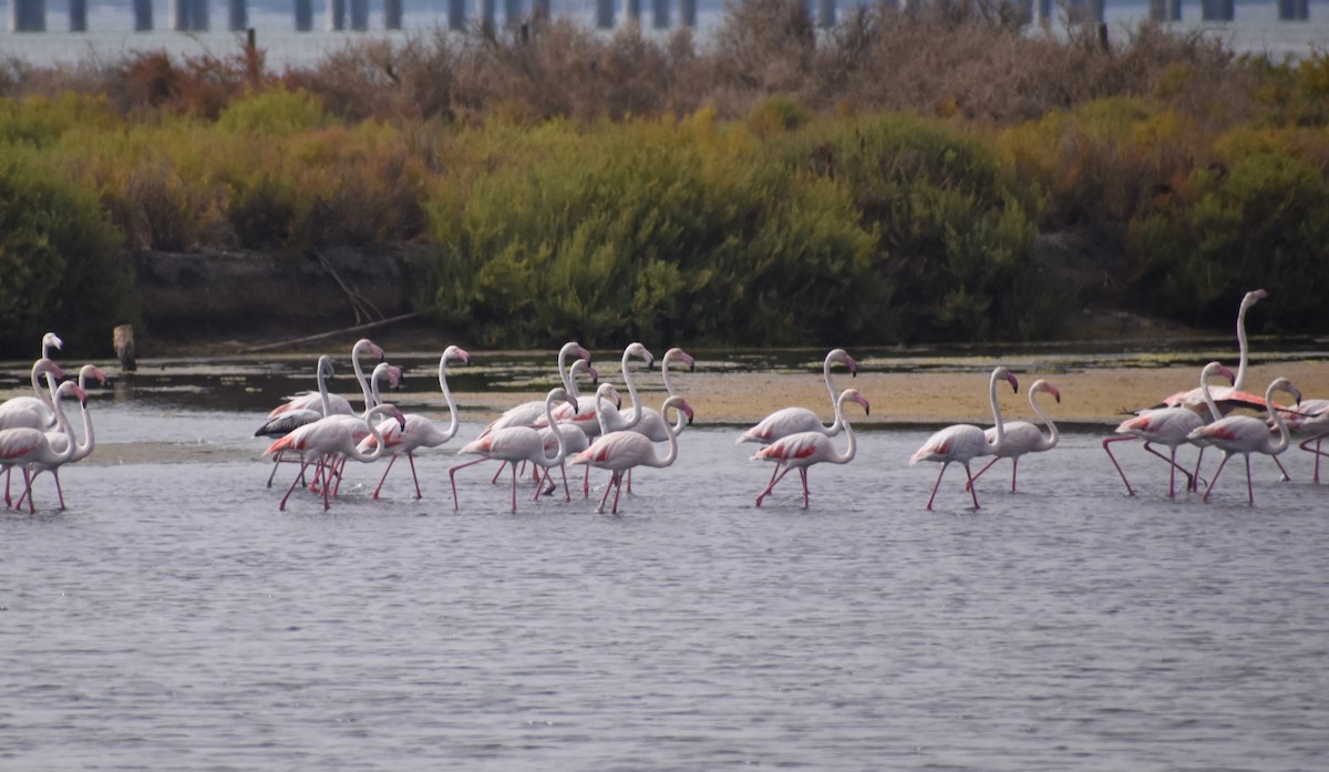 Greater Flamingo - ML642208079