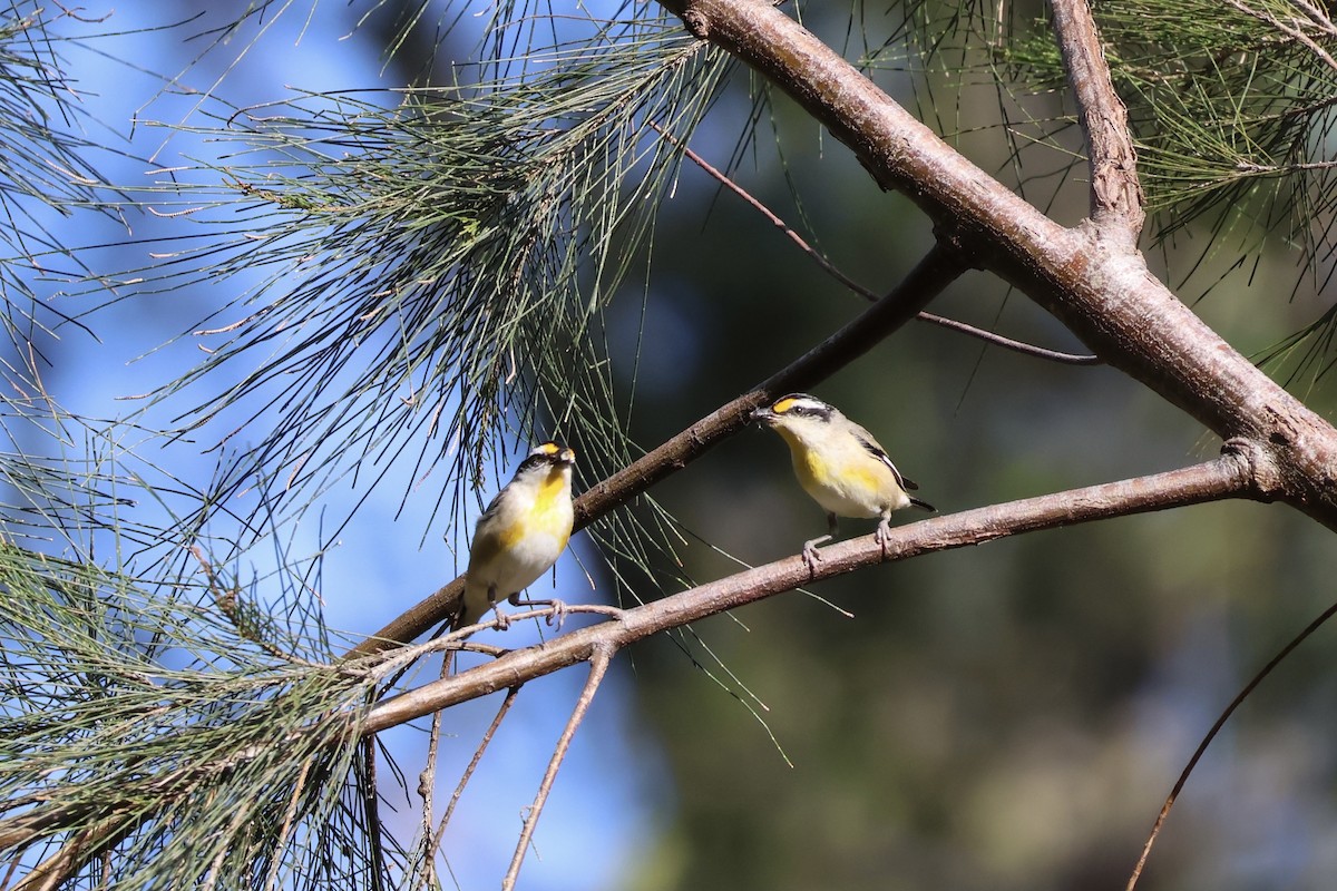 Striated Pardalote - ML642208080