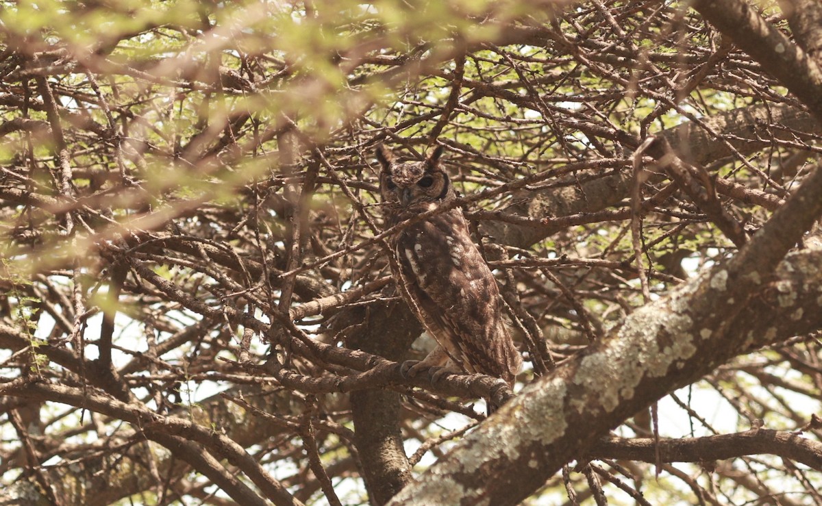Grayish Eagle-Owl - ML642208082