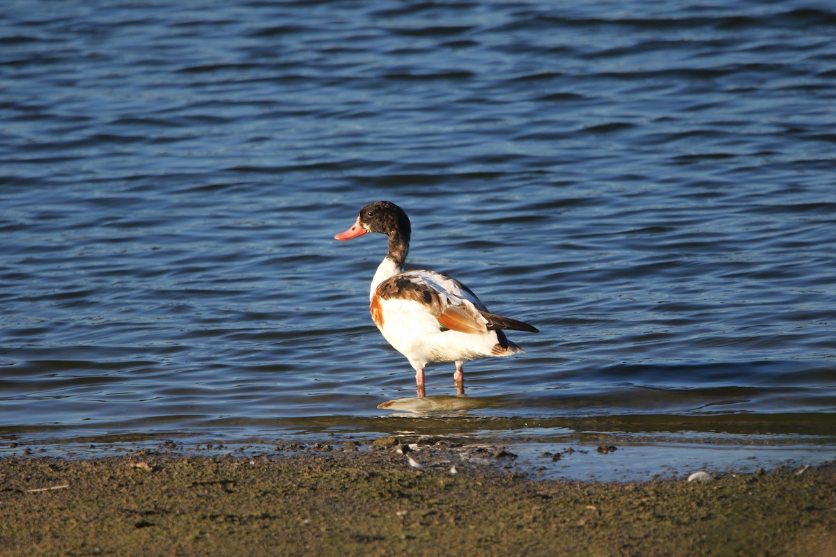 Common Shelduck - ML642208084
