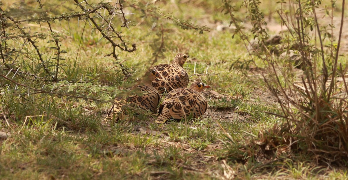 Four-banded Sandgrouse - ML642208085