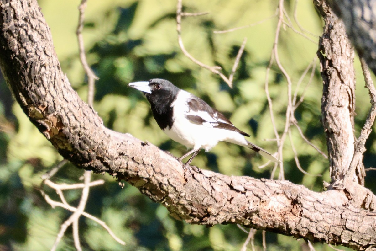 Pied Butcherbird - ML642208087