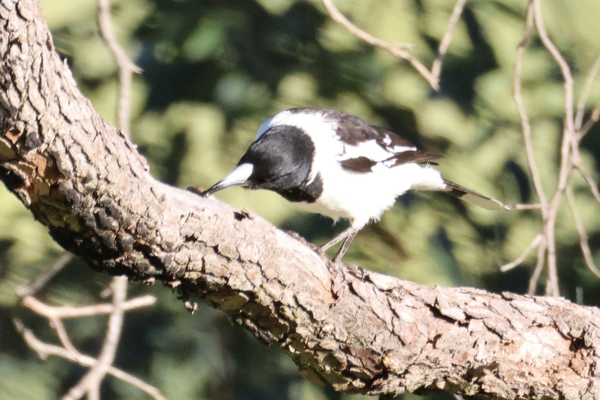 Pied Butcherbird - ML642208088