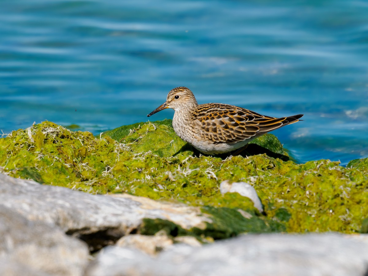 Pectoral Sandpiper - ML642208089