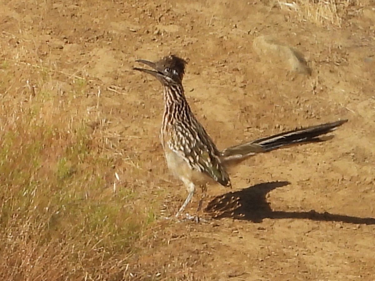 Greater Roadrunner - ML642208090