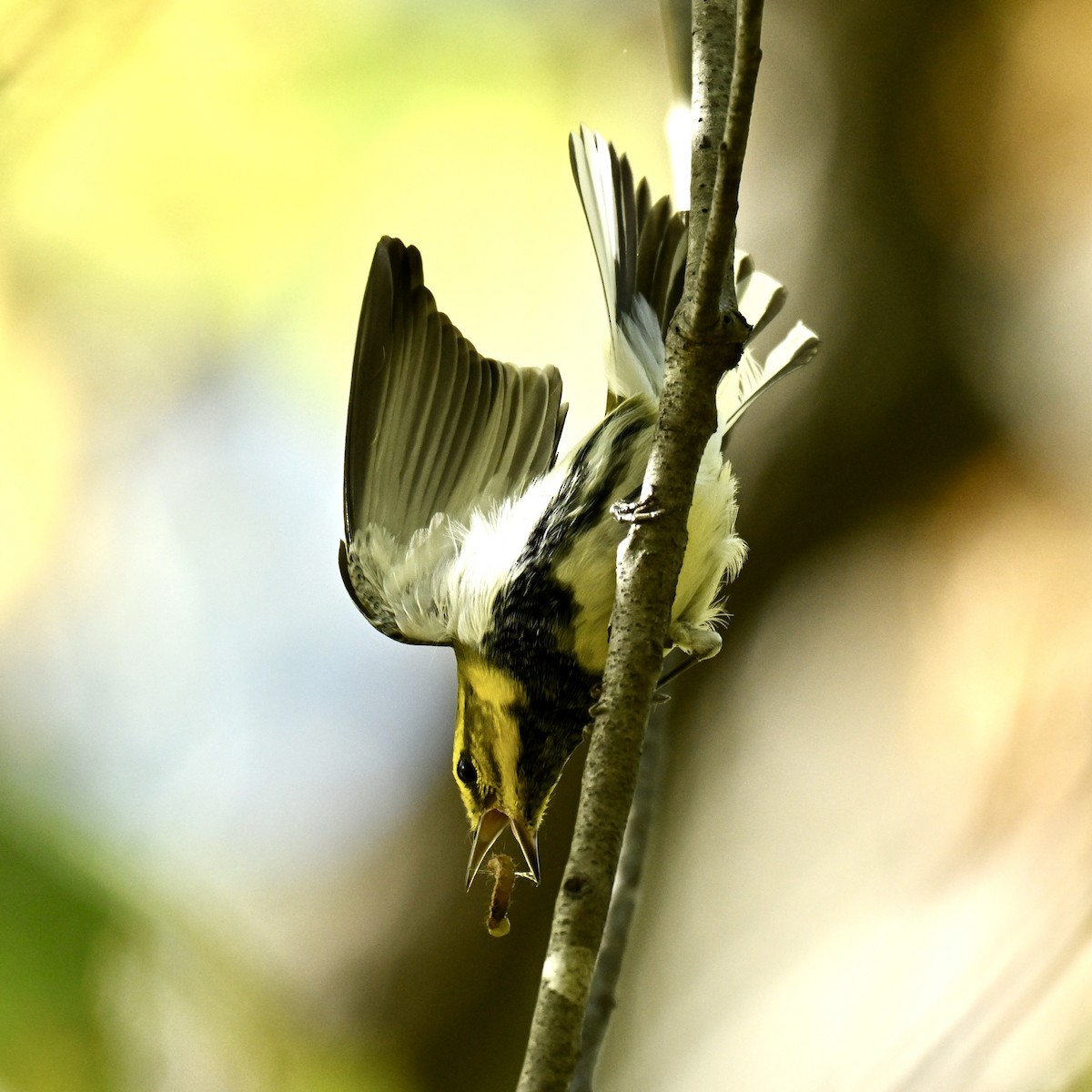 Black-throated Green Warbler - ML642208091
