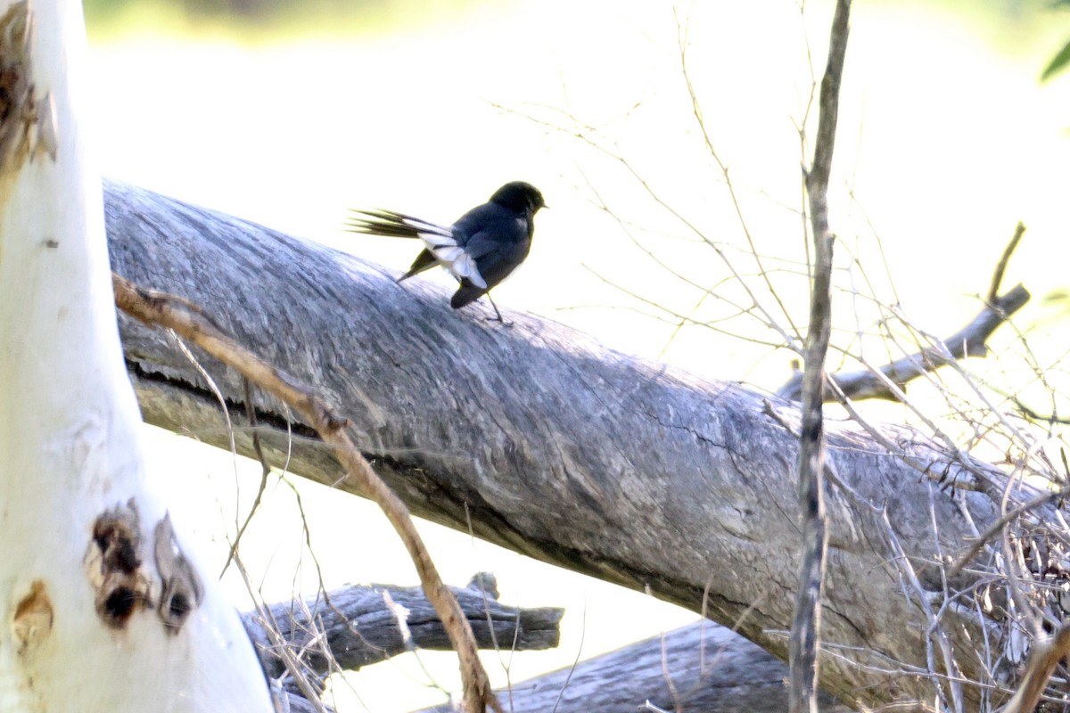 Willie-wagtail - ML642208092