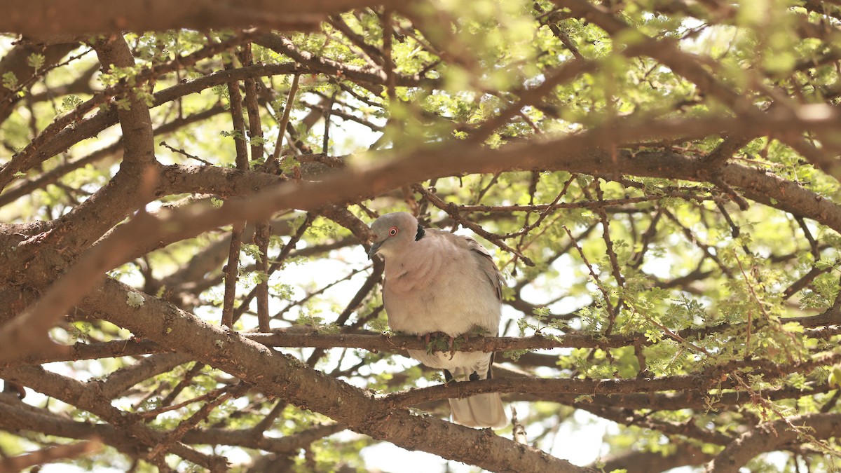 Mourning Collared-Dove - ML642208095