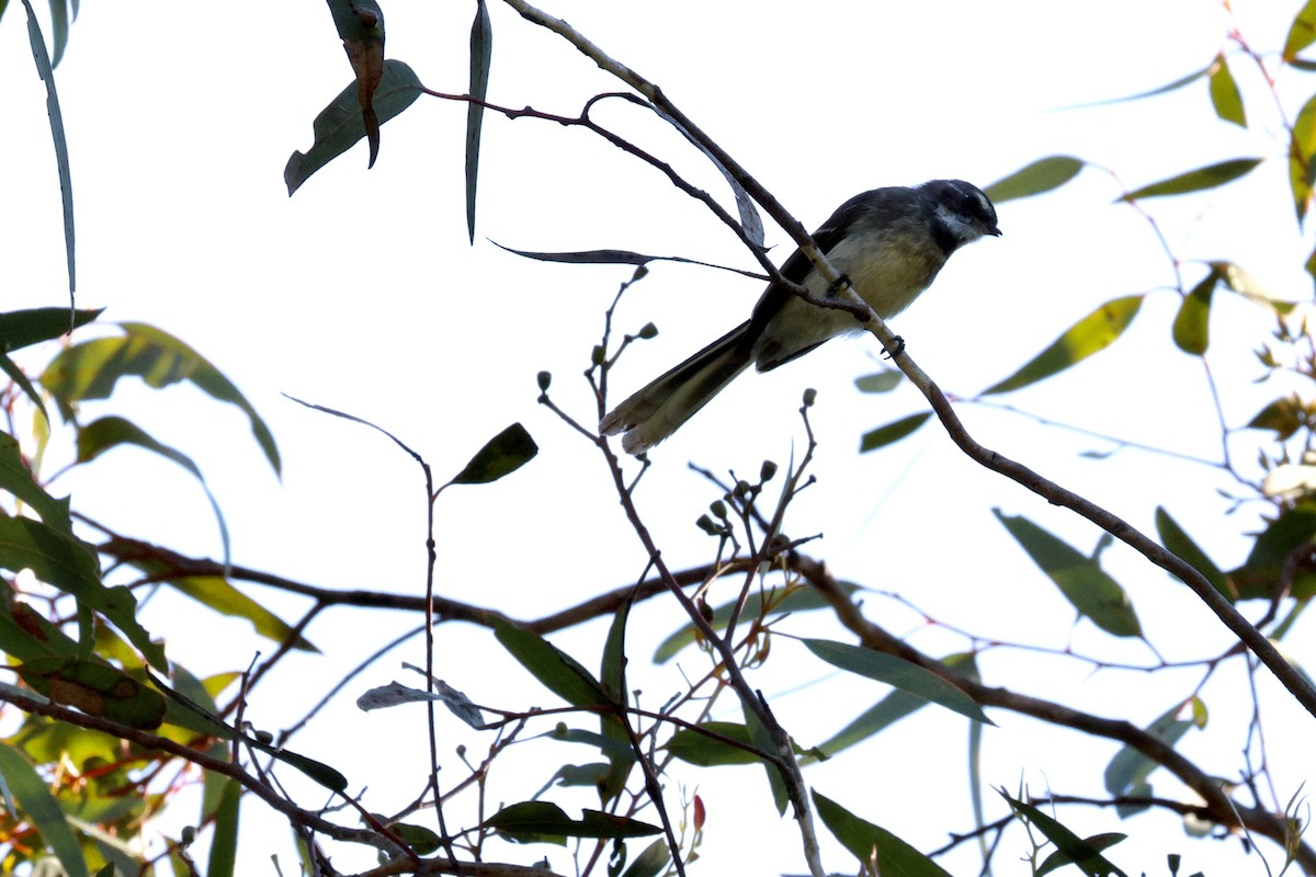 Gray Fantail - ML642208101