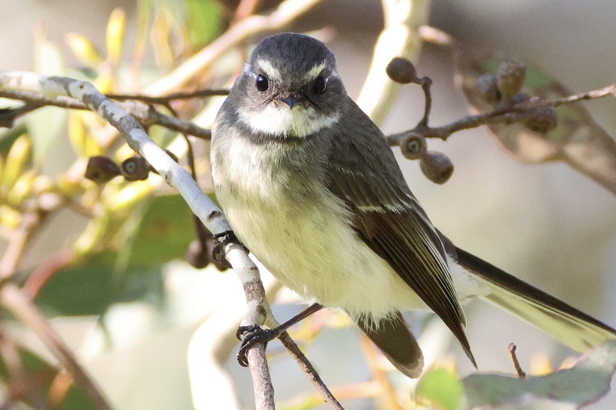 Gray Fantail - ML642208102