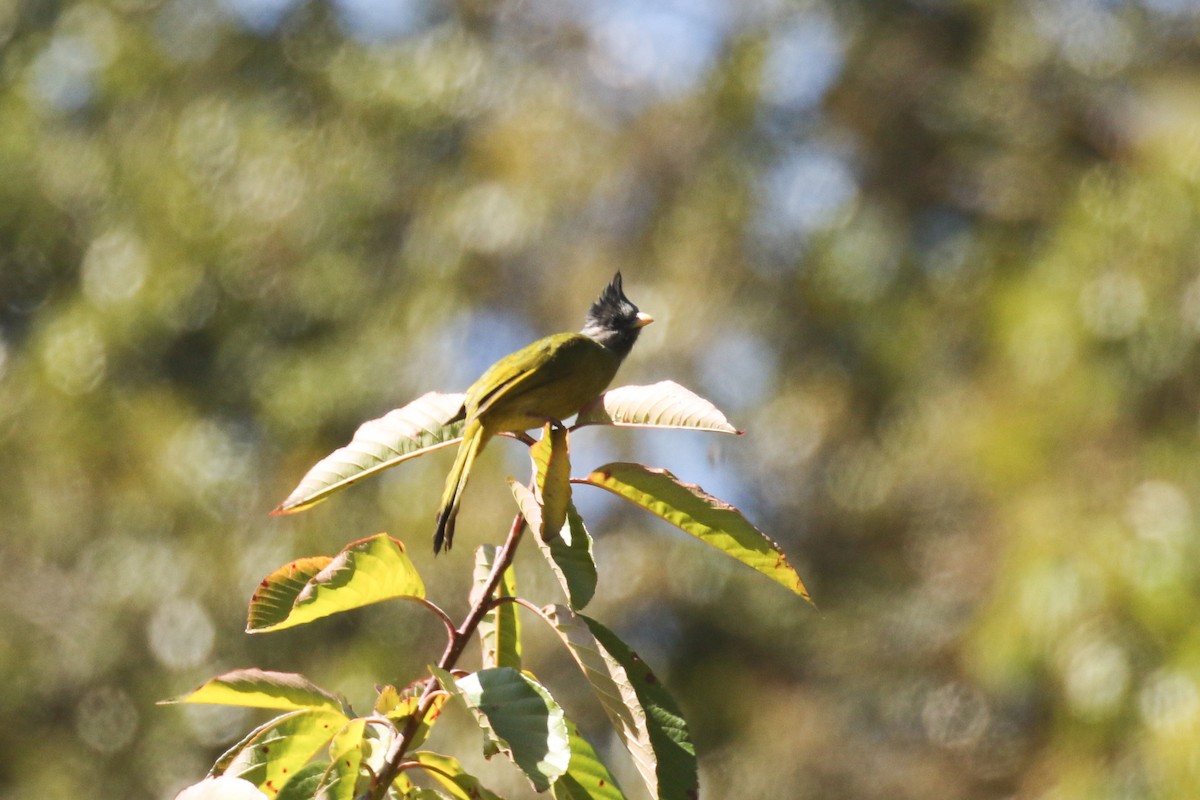 Crested Finchbill - ML642208126