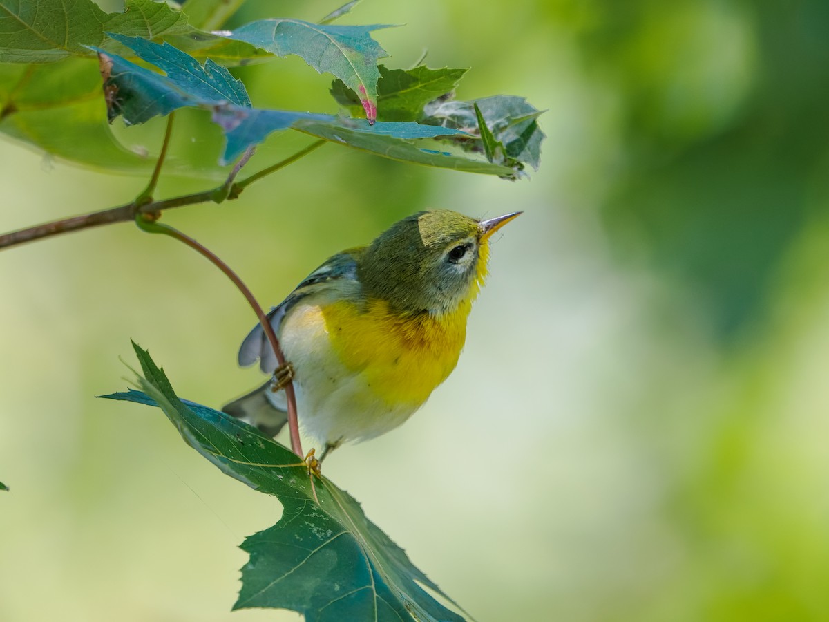 Northern Parula - ML642208127