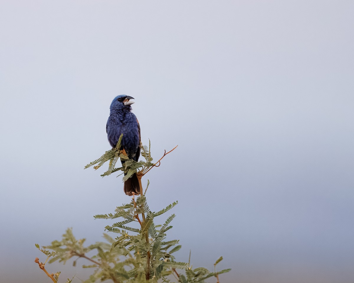 Blue Grosbeak - ML642208131