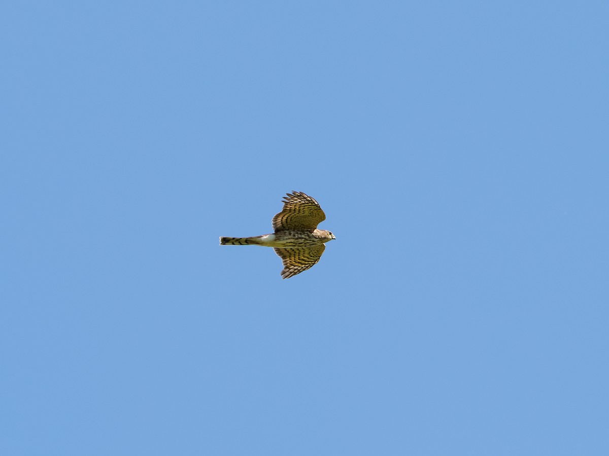 Sharp-shinned Hawk - ML642208132