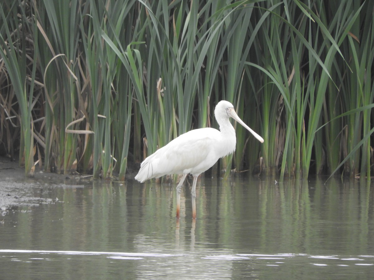 Yellow-billed Spoonbill - ML642208134