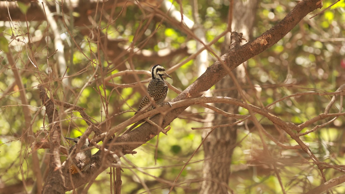 Bearded Woodpecker - ML642208135
