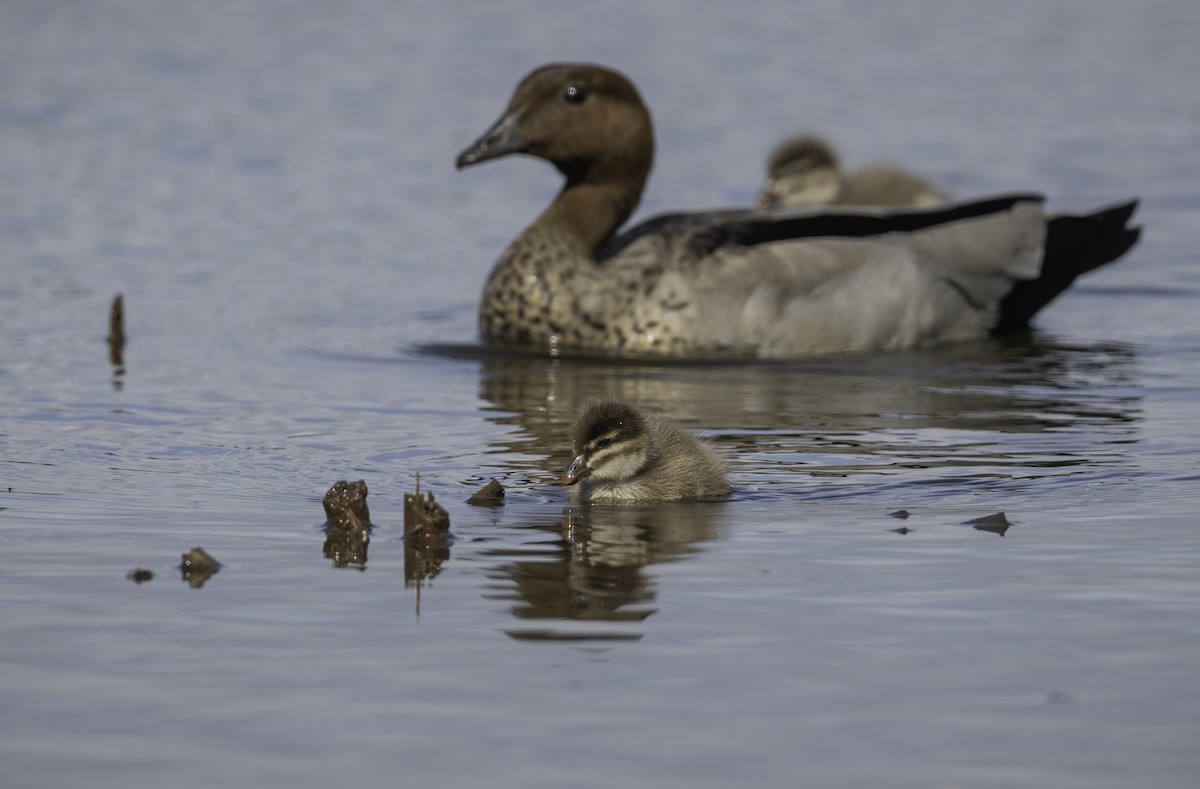 Maned Duck - ML642208144