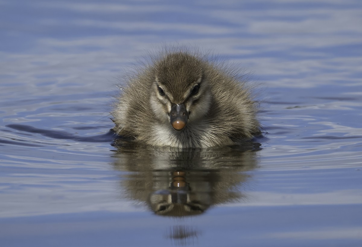 Maned Duck - ML642208145