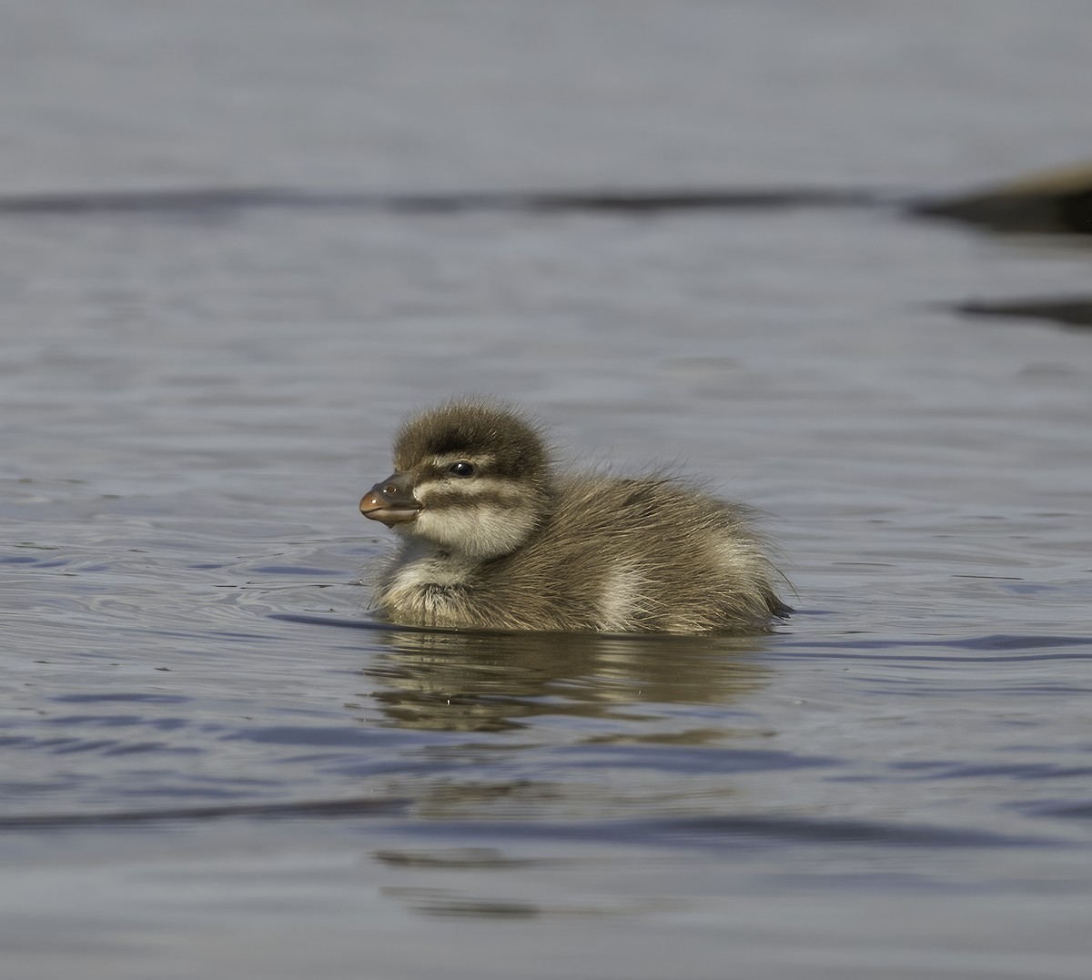 Maned Duck - ML642208146